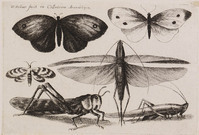 KG 01001
<br/>
Serie insekten: twee vlinders, een mot en drie sprinkhanen uit de collectie Arundeliana
<br/>
<em>Hollar, Wenzel (1607-1677)</em>